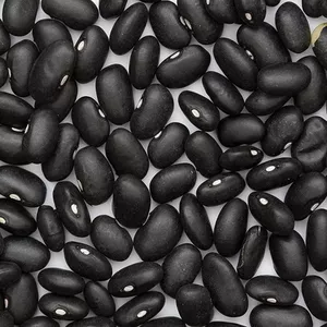 Квасоля оптом від виробника з доставкою