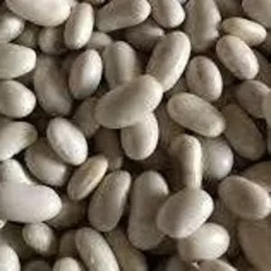 Насіння квасолі Неві Бінс,  Червона довга,  Пінто,  Червона Шап