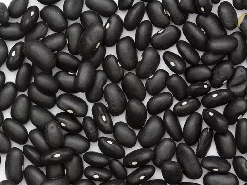 Квасоля оптом від виробника з доставкою