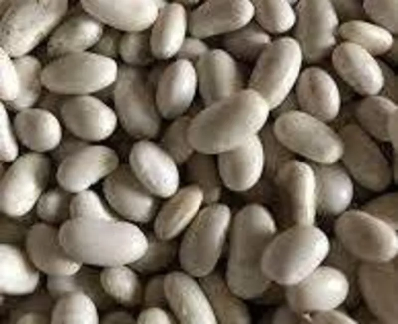 Насіння квасолі Неві Бінс,  Червона довга,  Пінто,  Червона Шап