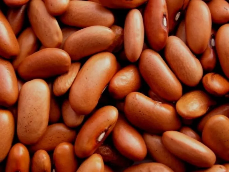  Квасоля від виробника. В наявності великі обсяги різних сортів