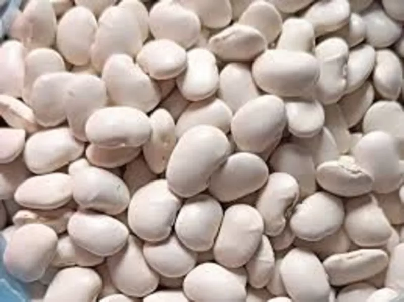 Купуємо квасолю на переробку,  консервування. Самовивіз по Україні