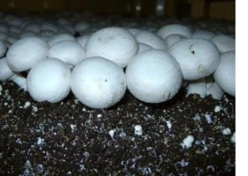 Выращивание грибов дому.